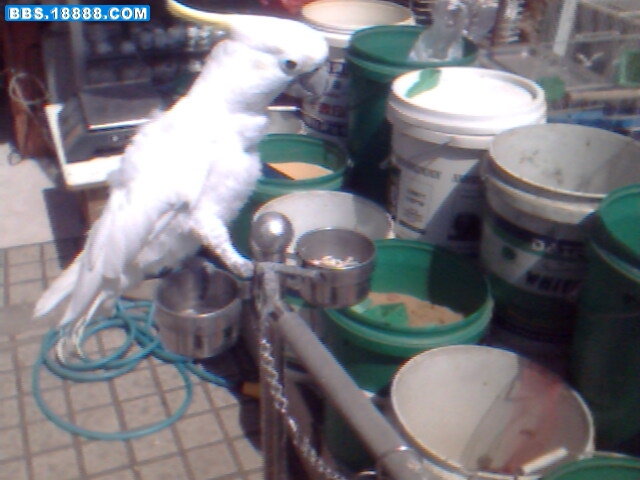 IMG0724A.jpg