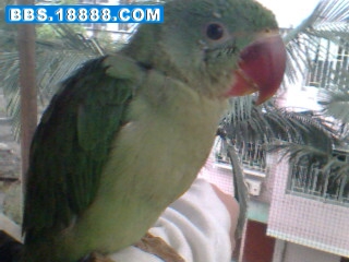 IMG0498A.jpg