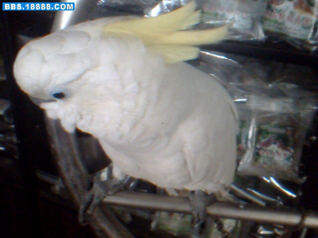 IMG0745A.jpg