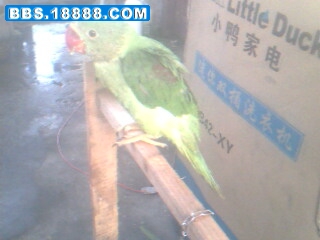IMG0376A.jpg