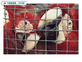110819~Caged-macaws-will-be-exported-for-the-illegal-pet-trade-Posters.jpg