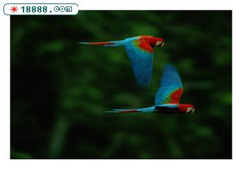 101224~A-mated-pair-of-red-and-green-macaws-soar-above-the-forest-Posters.jpg
