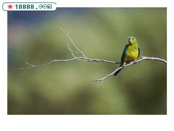 105547~A-parrot-sits-on-a-tree-branch-Posters.jpg