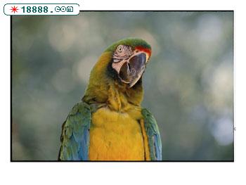106648~A-portrait-of-a-blue-and-yellow-macaw-looking-puzzled-Posters.jpg