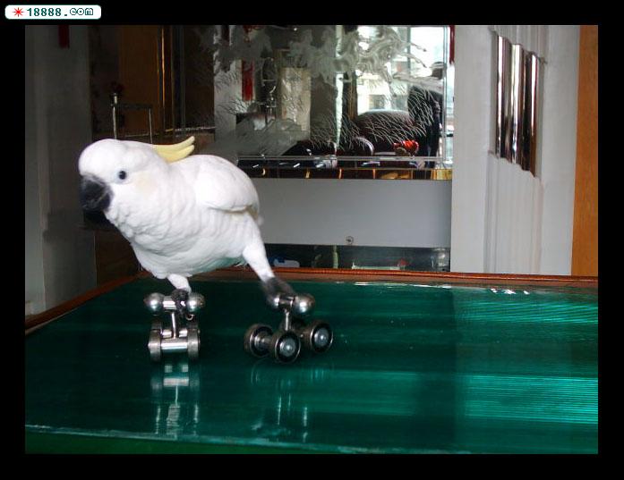 DSC00034-.jpg