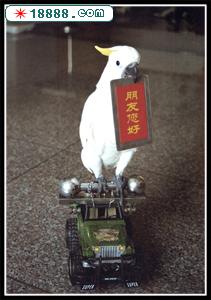 AC019-.jpg