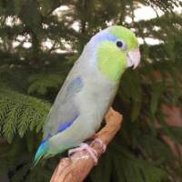 PacificParrotlet1s.jpg