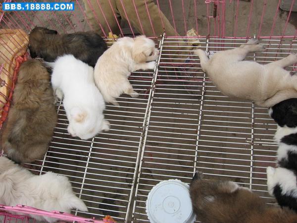 狗4.jpg