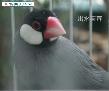 灰文1.psd.jpg