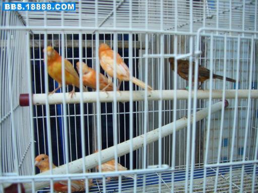 CIMG0264_调整大小.JPG