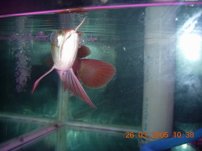 水泡眼1.jpg