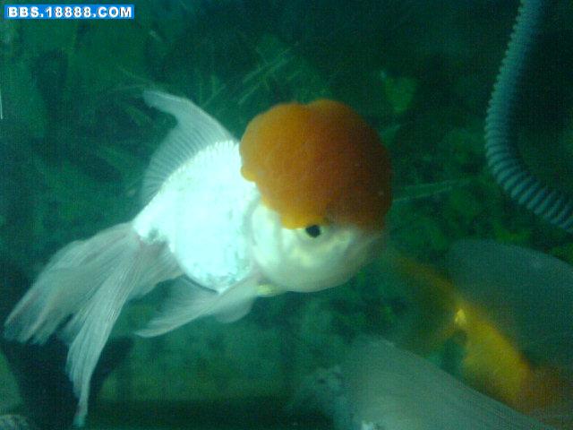DSC00710.JPG