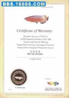 RAINBOW AROWANA PTE LTD (彩虹水族).jpg