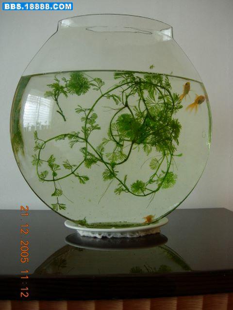 鱼2.jpg