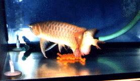 200311171382490072.gif