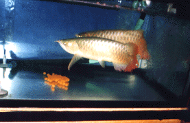 200311171383444748.gif