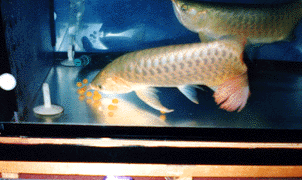 2003111713101815179.gif