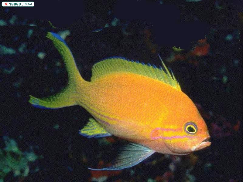 fish66.jpg