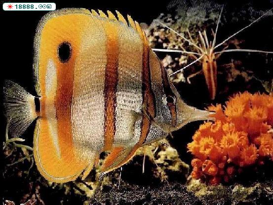 fish33.jpg