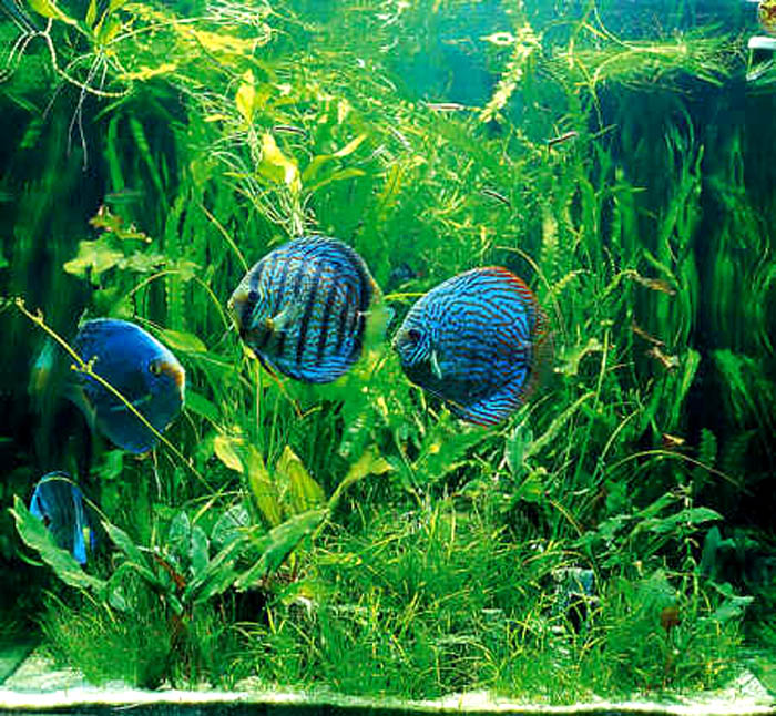 discus8.jpg