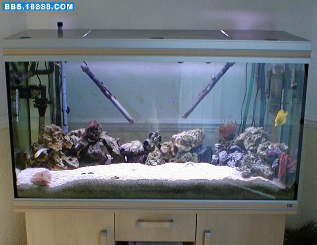 fish_tank_1_499.jpg
