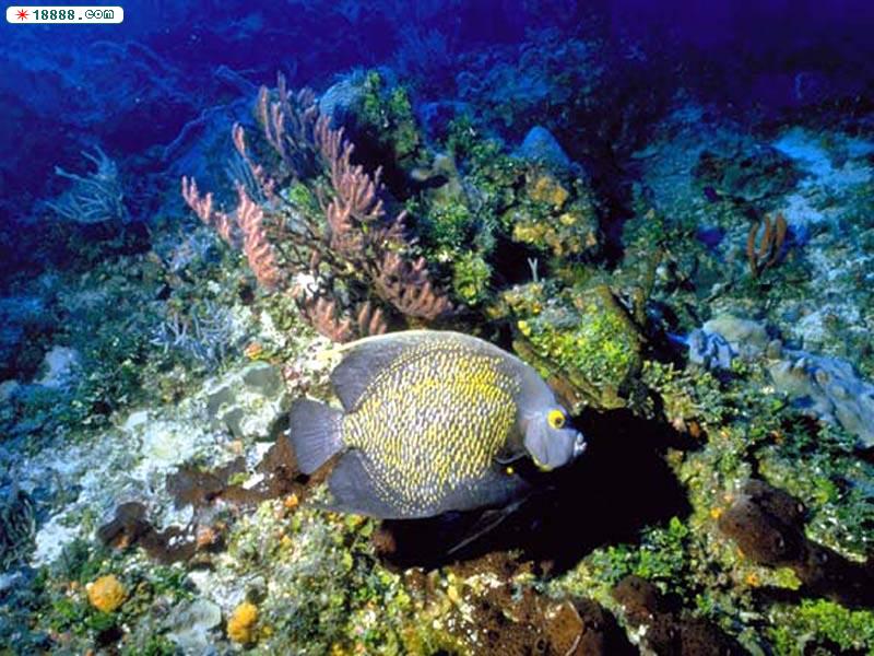 fish77.jpg