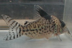 2003813-ambiacus-var.jpg