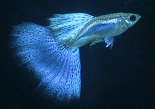 20070717024225799.gif
