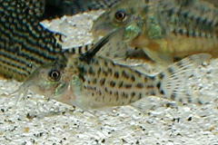 2003813-ambiacus3.jpg