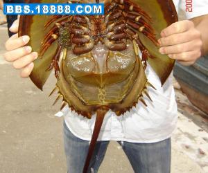 thumb_7752beb430647f75e3184895cf60a3c9.jpg