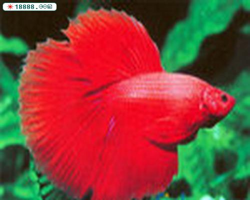 斗鱼秀(红斗)-1.jpg
