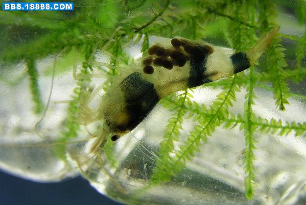 黑蜜蜂虾.jpg