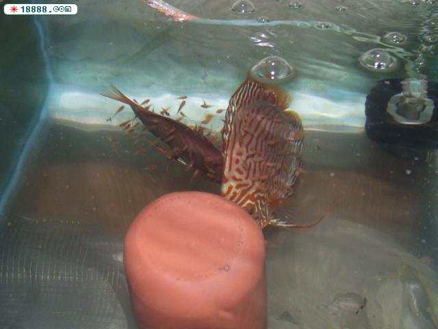 DSCF0270.JPG