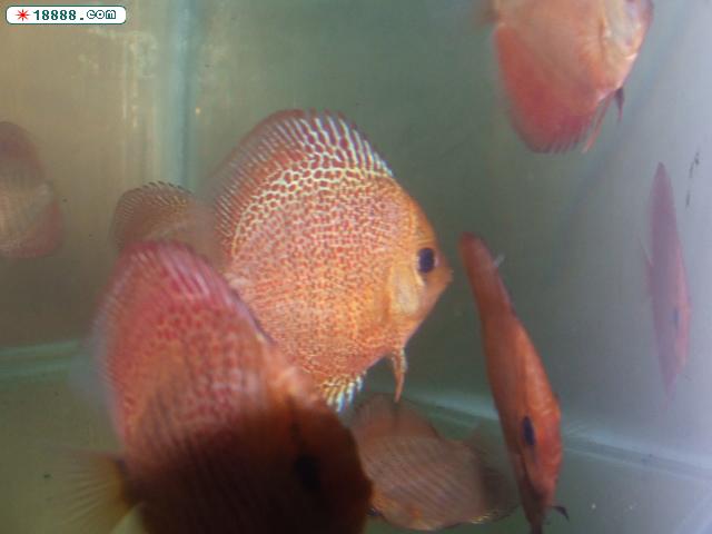 DSCF0275.JPG