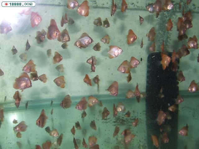 DSCF0285.JPG