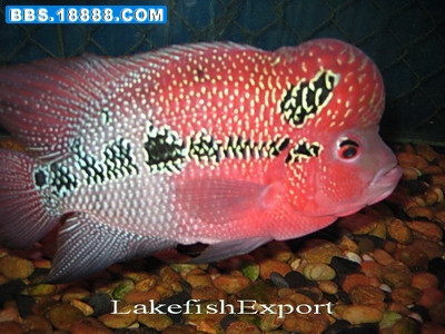 fwflowerhorn1197297075.jpg