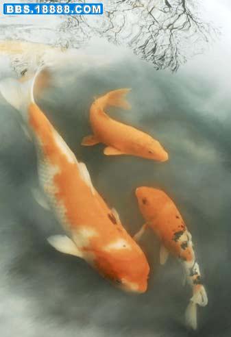 koi5.jpg