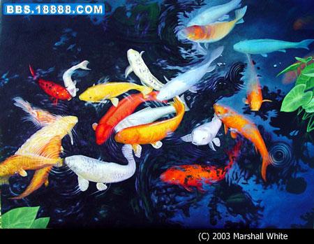 koi_pond.jpg