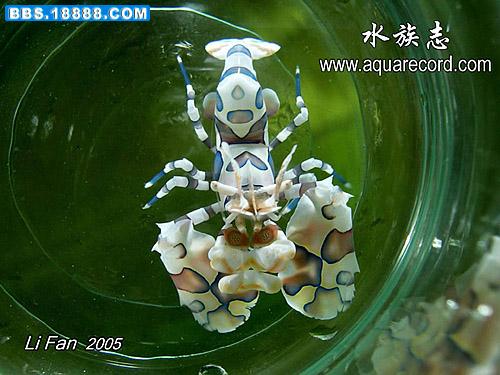 贵宾虾1.jpg