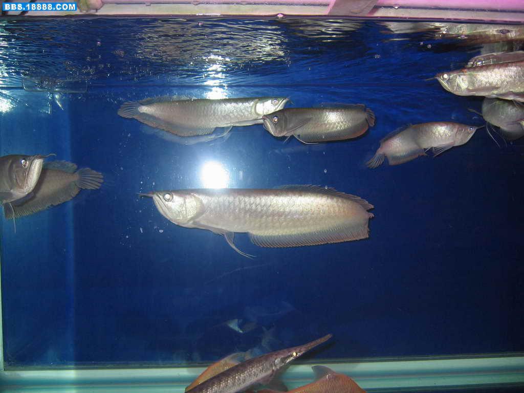 IMG_0016.JPG