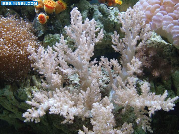 2006_1128海水鱼0191.JPG