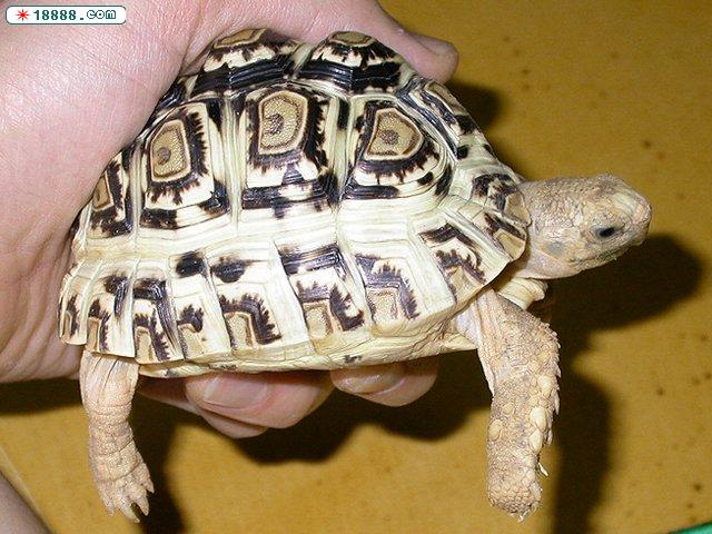 2004726231038878.jpg