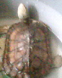 IMG0037A.jpg