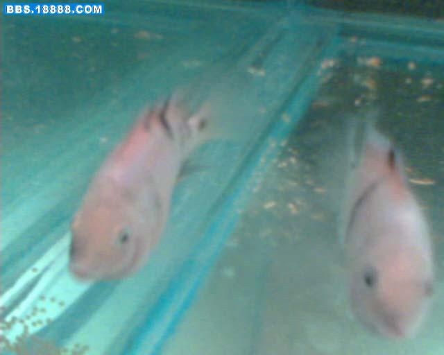 IMG0017A.jpg