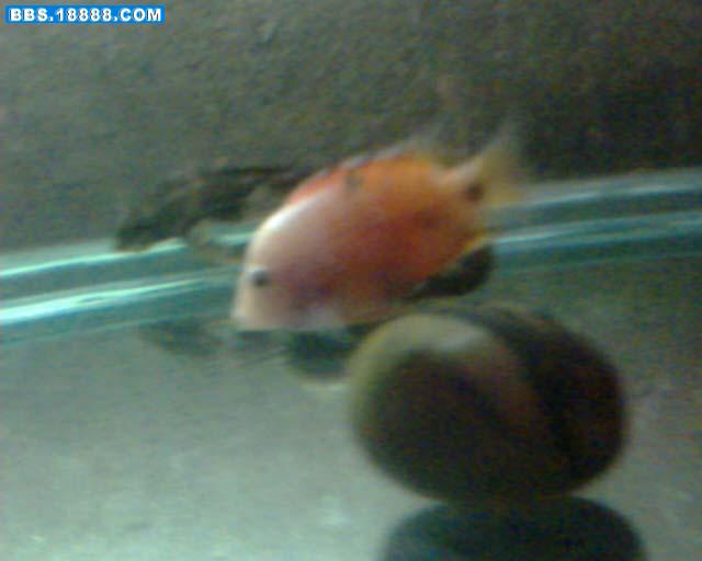 IMG0019A.jpg