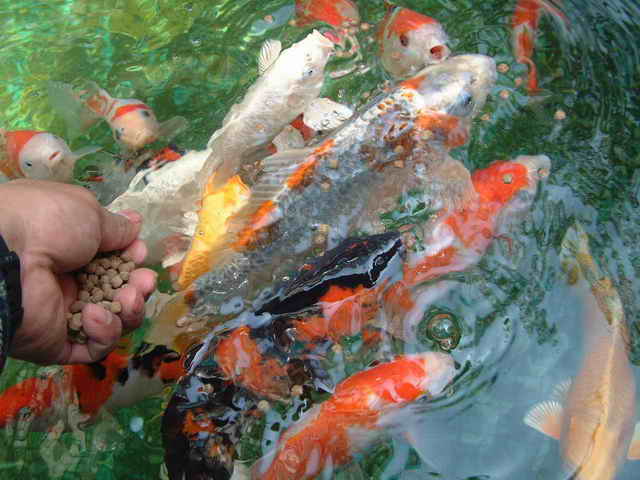 鲤鱼3.jpg