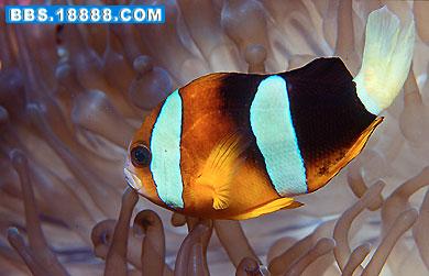 Amphiprion%20clarkii1.jpg