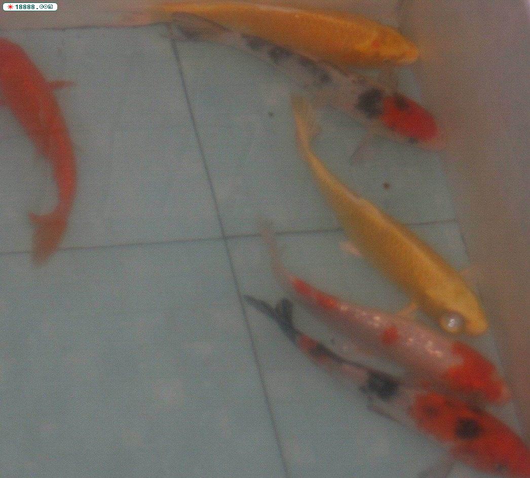 锦鲤2.jpg
