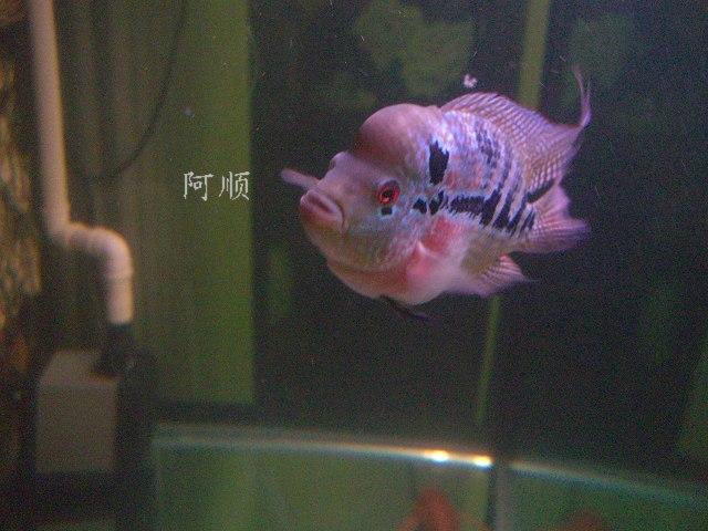 罗汉3.jpg
