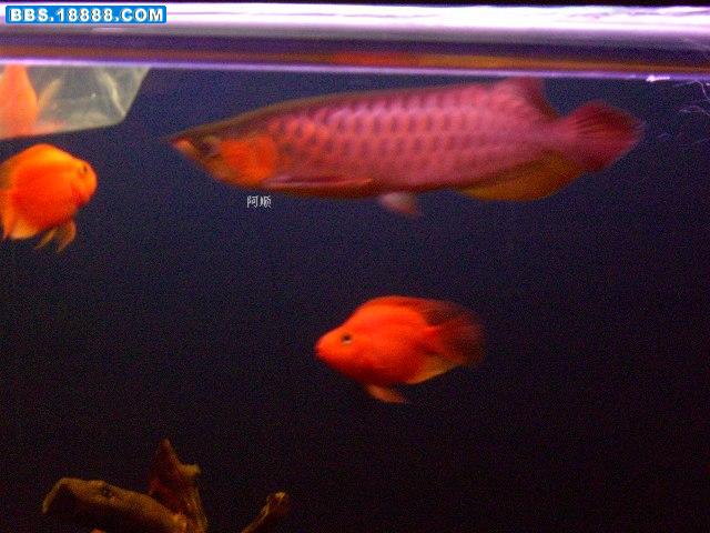 鱼缸2&nbsp; 2007.10.27.jpg